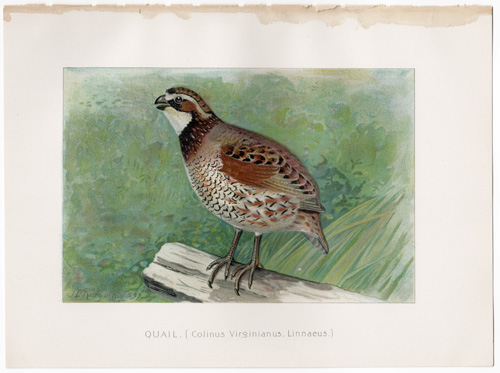 QUAIL lithograph from 1897